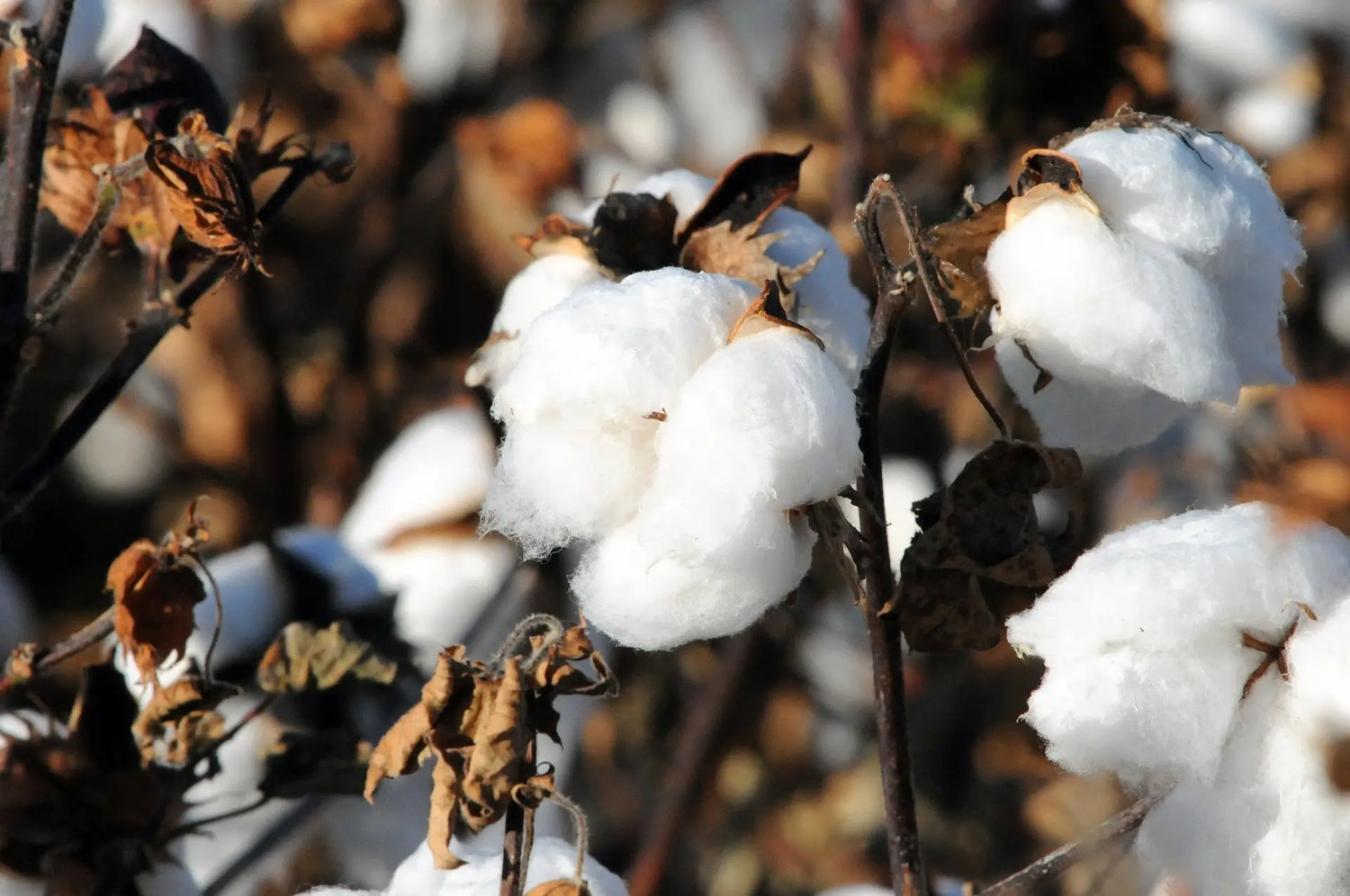 A sunlit upland cotton field under a clear sky, representing the natural origin and raw material journey of Sock the Luck Up's premium combed cotton socks